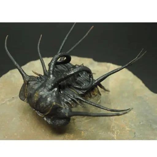 化石標本　骨格　三葉虫　ディクラヌルス　極美麗　特級標本