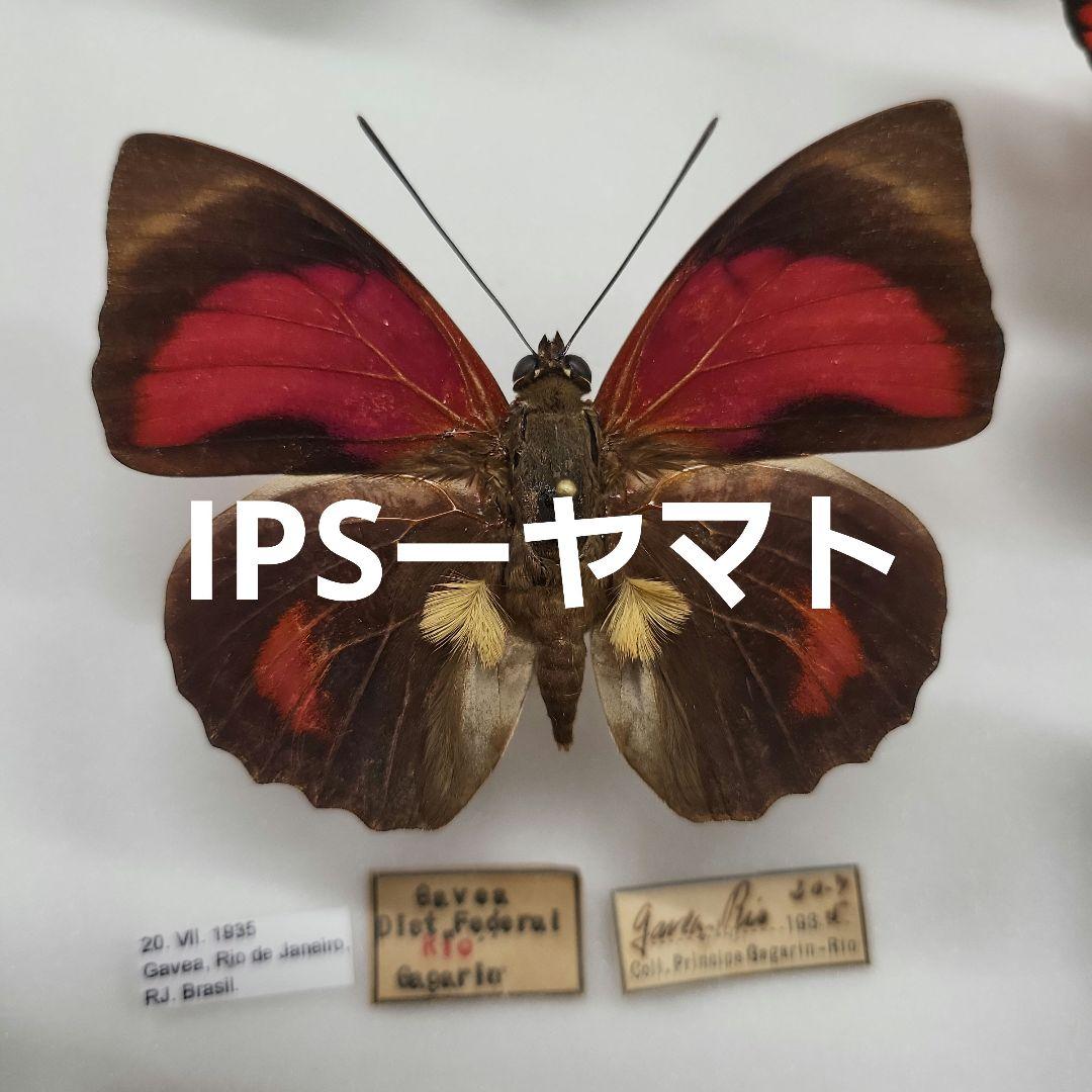 特別価格　コレクションシリーズ　激レアアグリアス