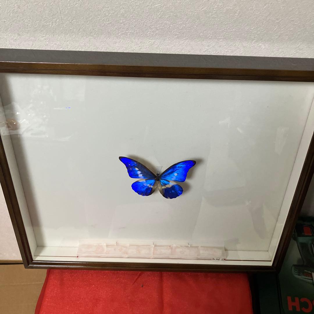 大型ドイツ箱（中古51㎝×42㎝×6㎝）に入ったヘレナモルフォ