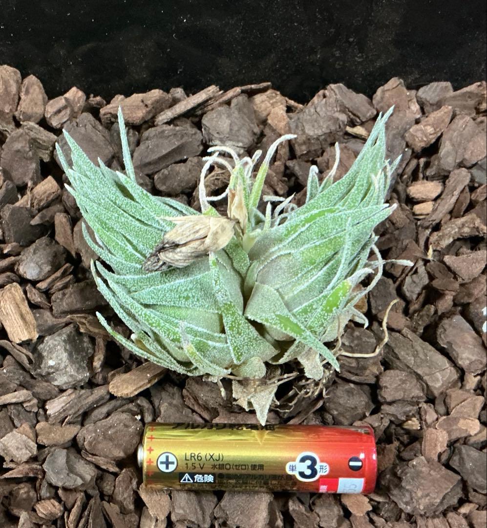 チランジア　スプレンゲリアナ　臨海型　(ブロメリアハンドブック掲載株)