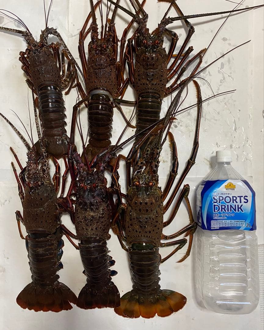 穴釣り竿 伊勢海老竿 ハンドメイド ロッド 竹 テトラ 和竿 漆塗り 研ぎ出し