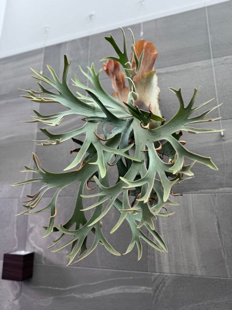 ビカクシダ Anapat#1 オリジナル　子株②