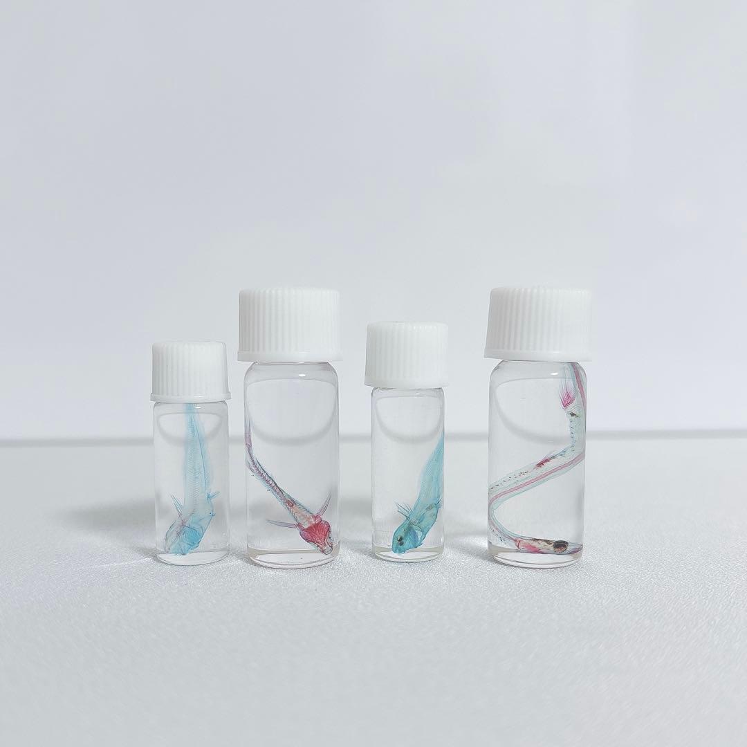 透明標本 ウズラ