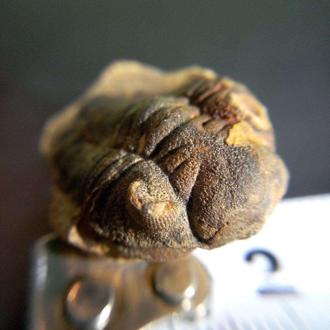 三葉虫　化石　fossil　海　ボリビア産　trilobite　海生動物分類⑨