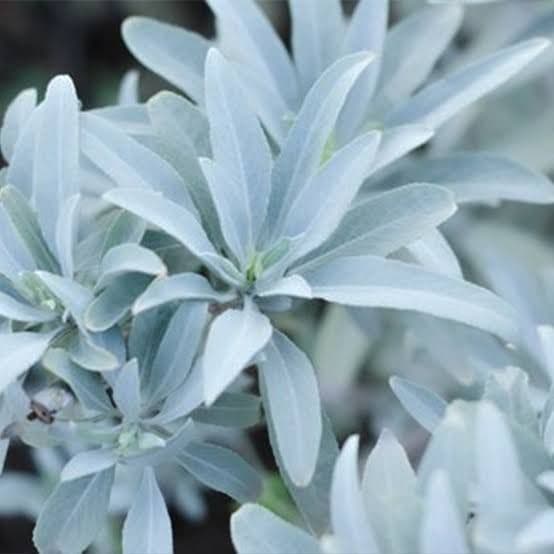 激安価格☆無農薬ホワイトセージ1kg箱入りお香浄化お徳用業務用