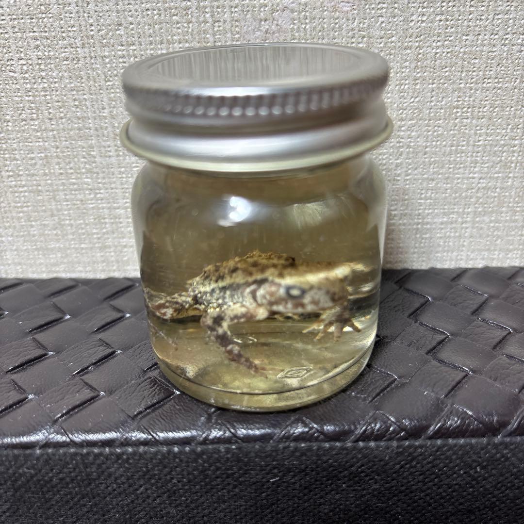 カエルの標本 ガラス製 約6cm ミヤコヒキガエル