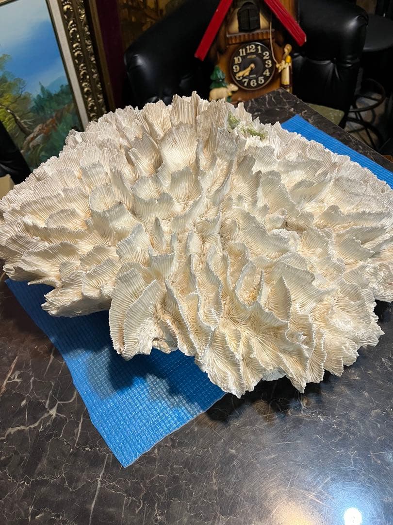 超特大珊瑚礁、直径66センチ、ナガレハナサンゴ、飾りサンゴ、海水魚、白化珊瑚