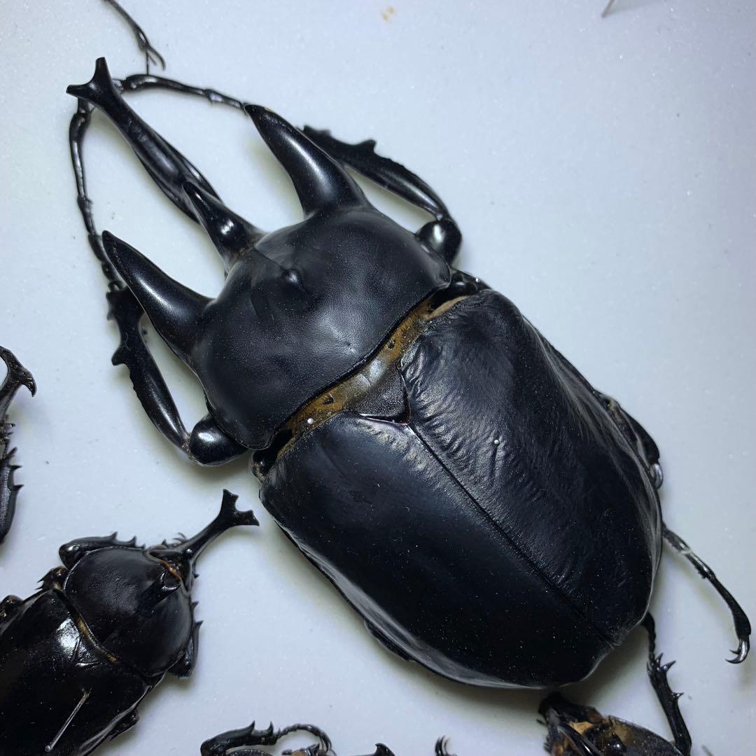 最終値下【特大120mm】アクティオンゾウカブト（レックス）標本