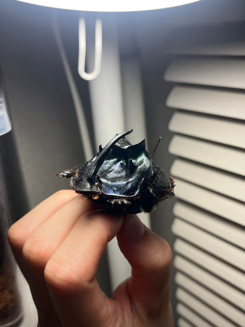 【54mm♂】エンシフェールオオニジダイコクコガネ エンシフェル昆虫標本糞虫甲虫