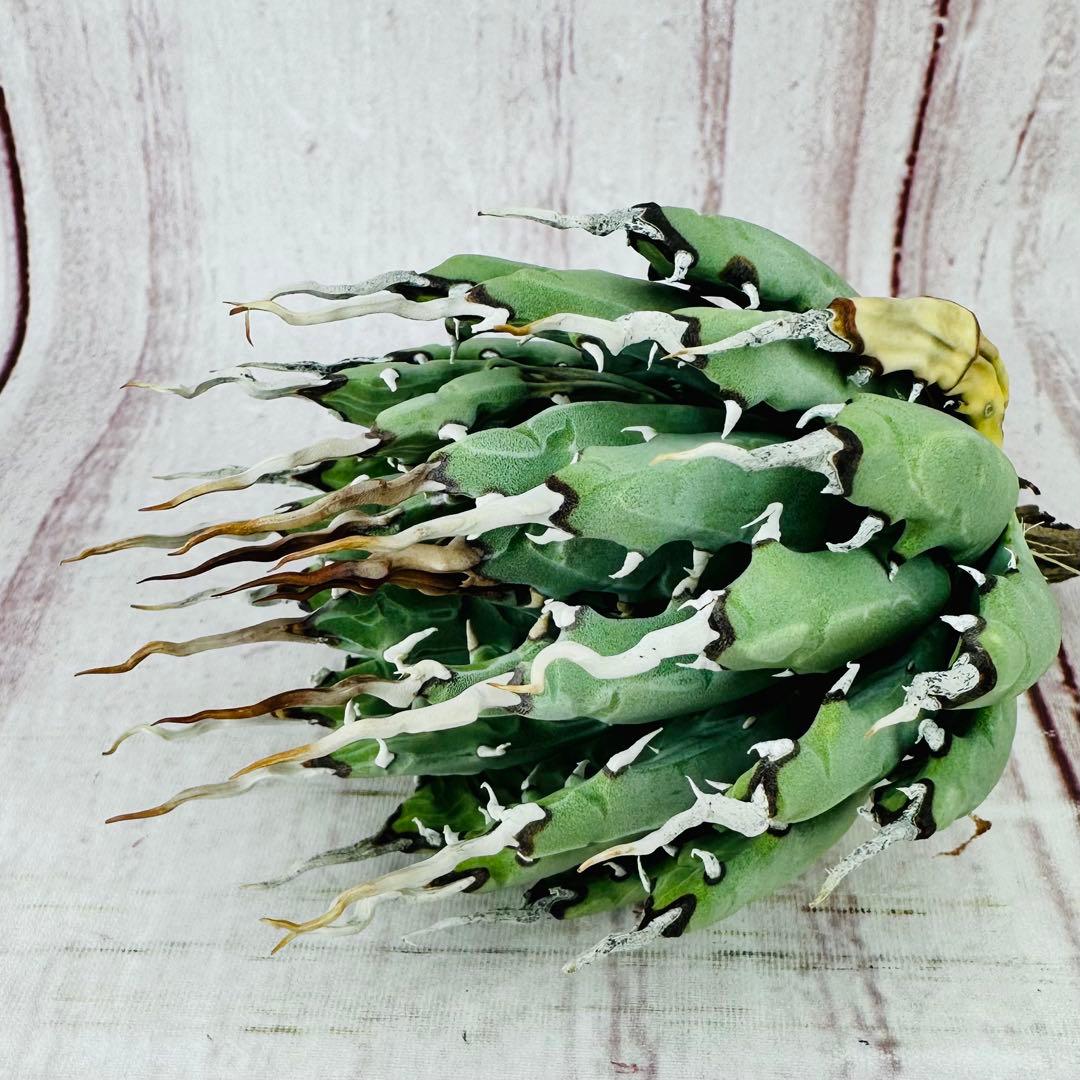 70 アガベ　ユタエンシス　エボリスピナ 陽炎 肉厚 太葉