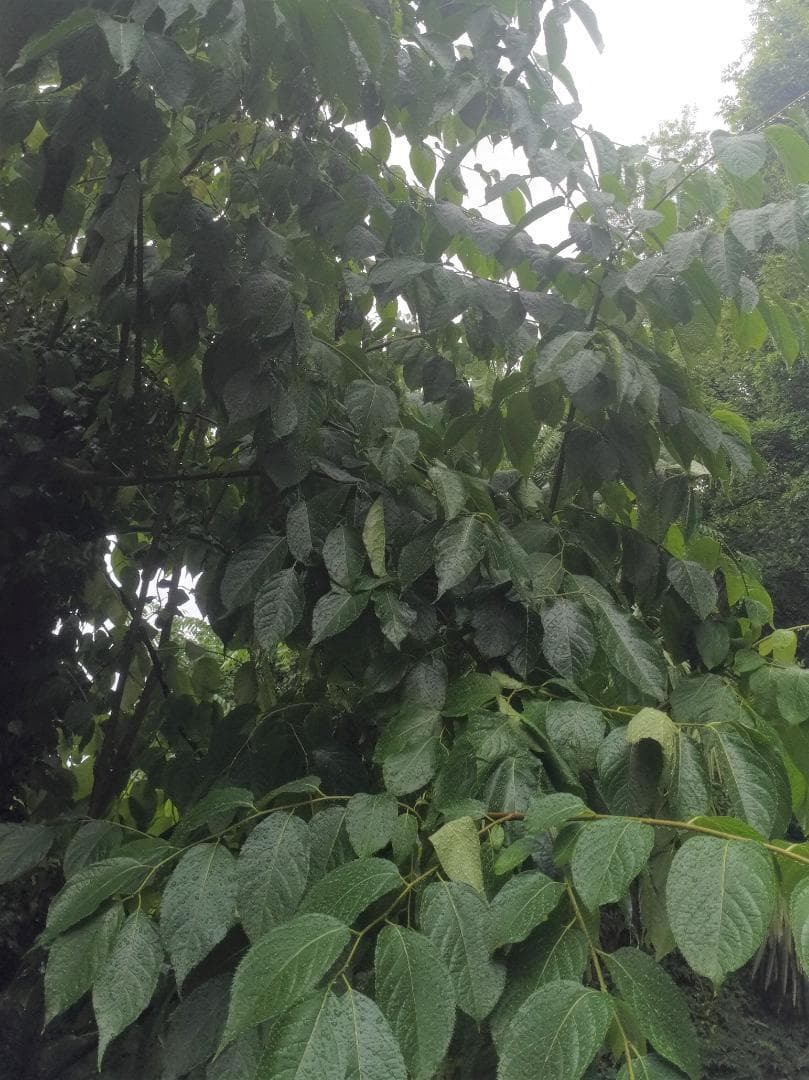 杜仲 樹皮枝 無農薬 無除草剤 無添加物 安全 ペット用品 和歌山 産直 レア