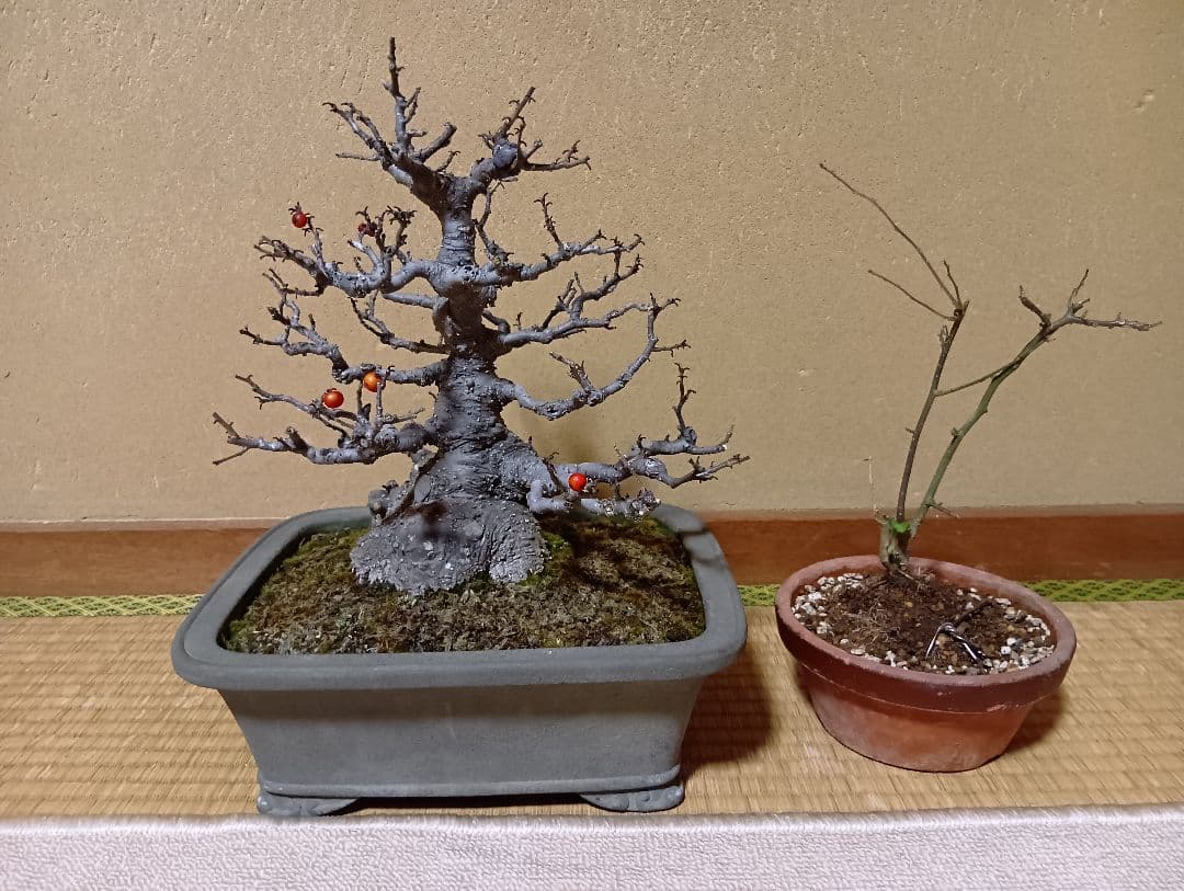 ‼️梅モドキ‼️雄木セット‼️