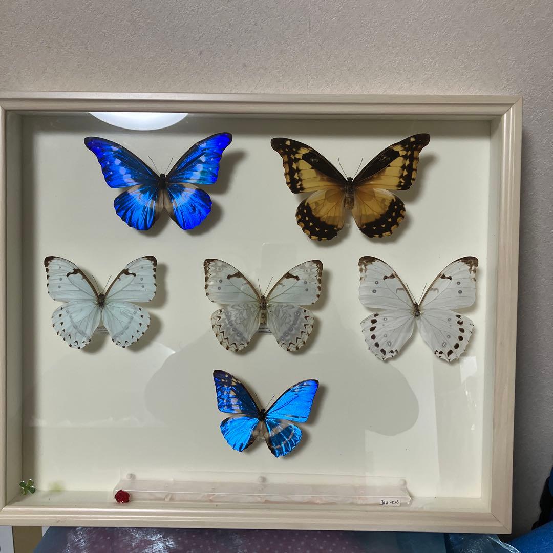華麗なモルフォ蝶セット