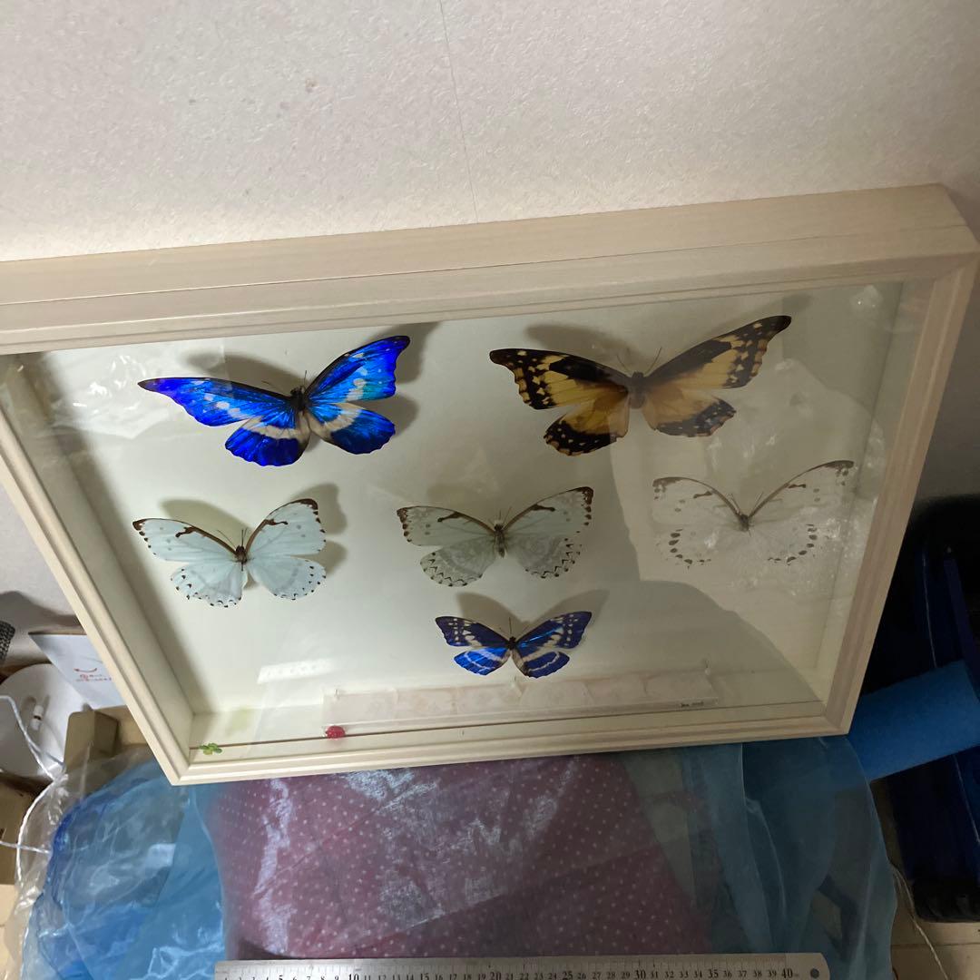 華麗なモルフォ蝶セット