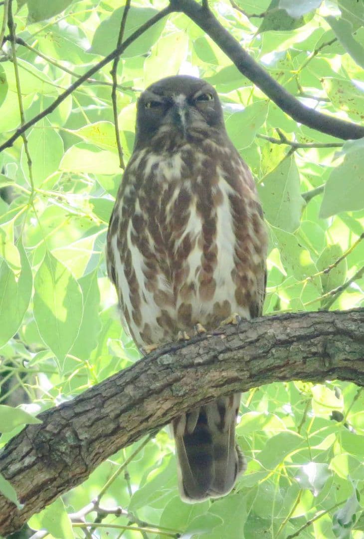 今年もアオバズク来る❢ 2024.6.2