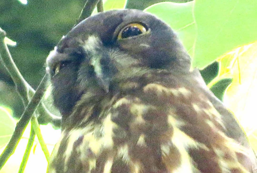 今年もアオバズク来る❢ 2024.6.2