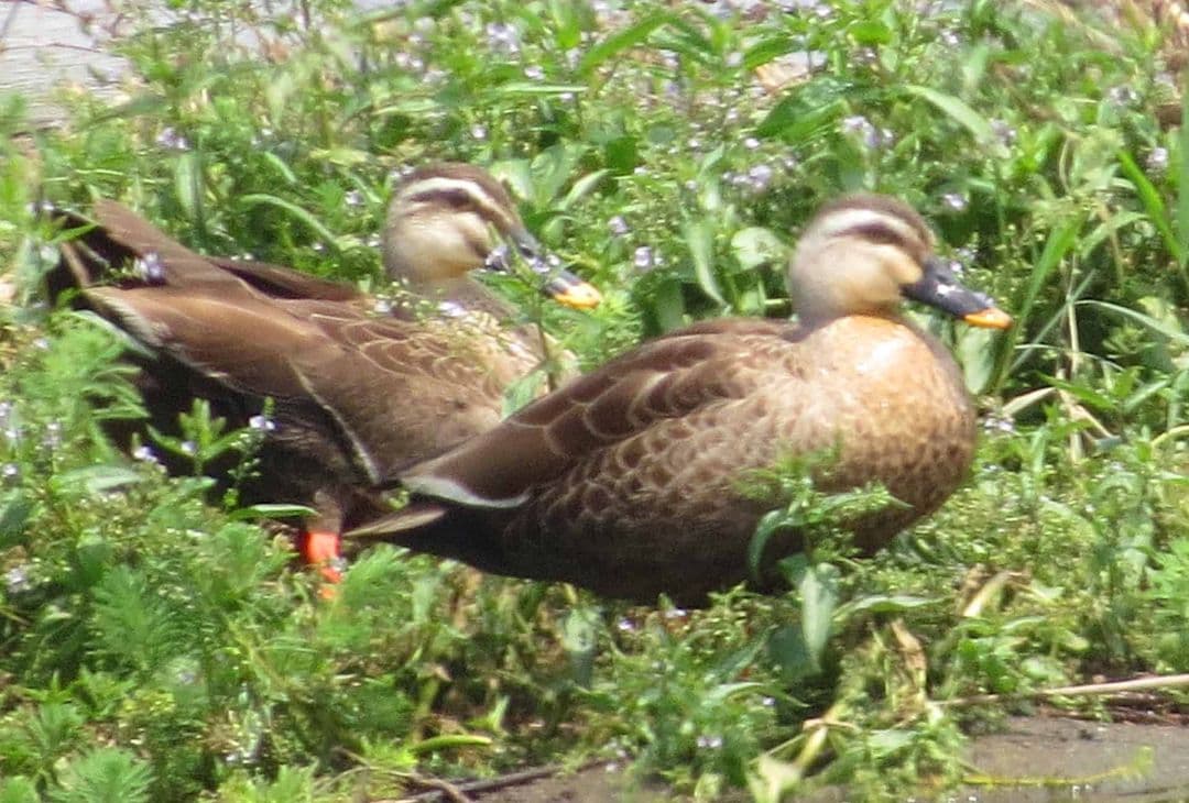 今年もアオバズク来る❢ 2024.6.2