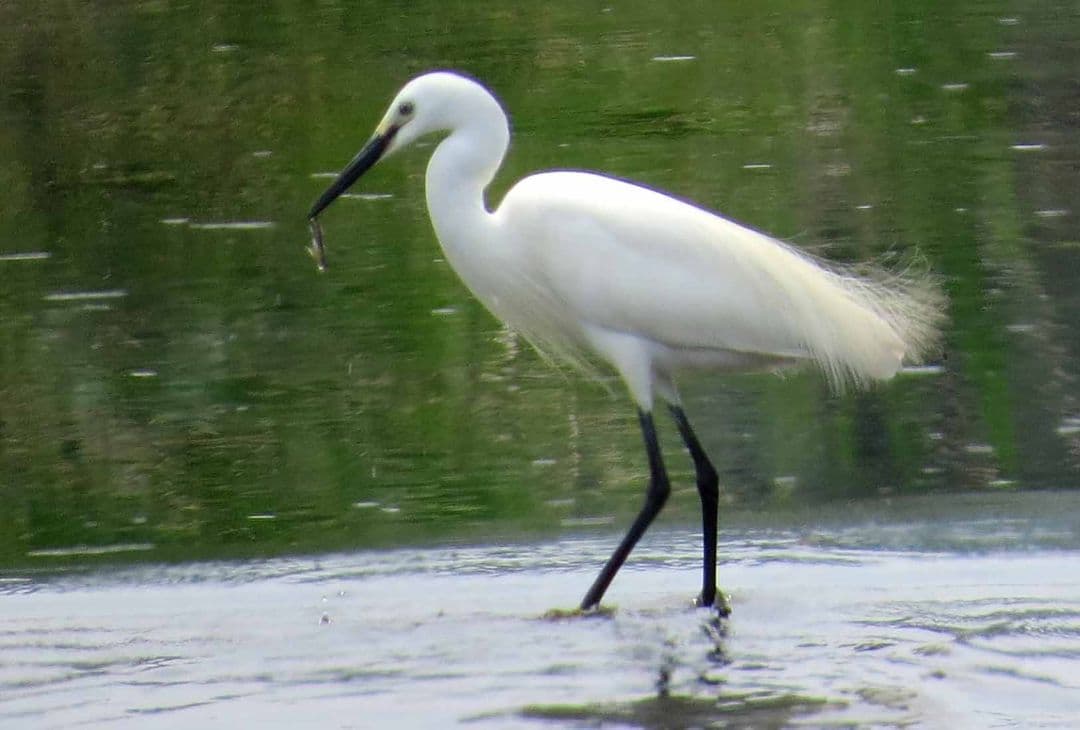 今年もアオバズク来る❢ 2024.6.2