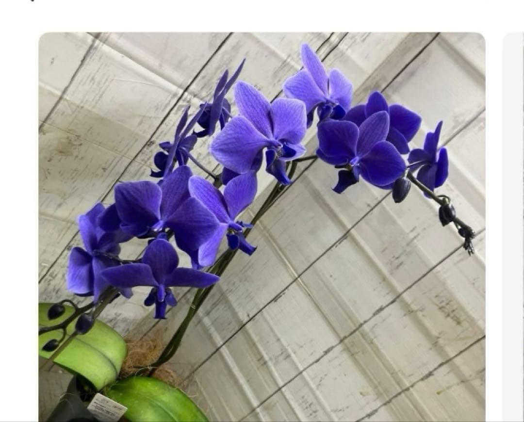 ⑥正規品　希少品種　胡蝶蘭　コチョウラン　ファレノプシス　ブルージーン　パープル