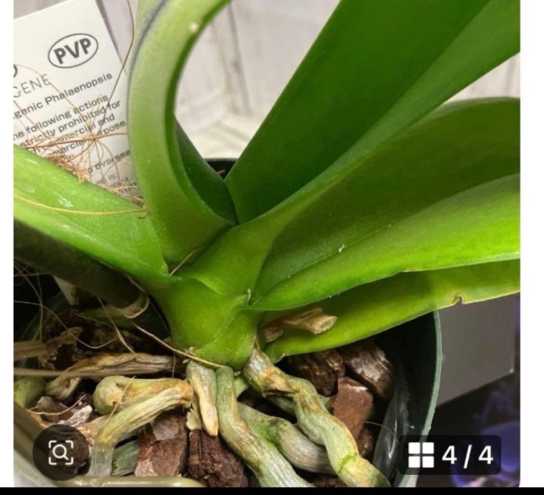 ⑥正規品　希少品種　胡蝶蘭　コチョウラン　ファレノプシス　ブルージーン　パープル