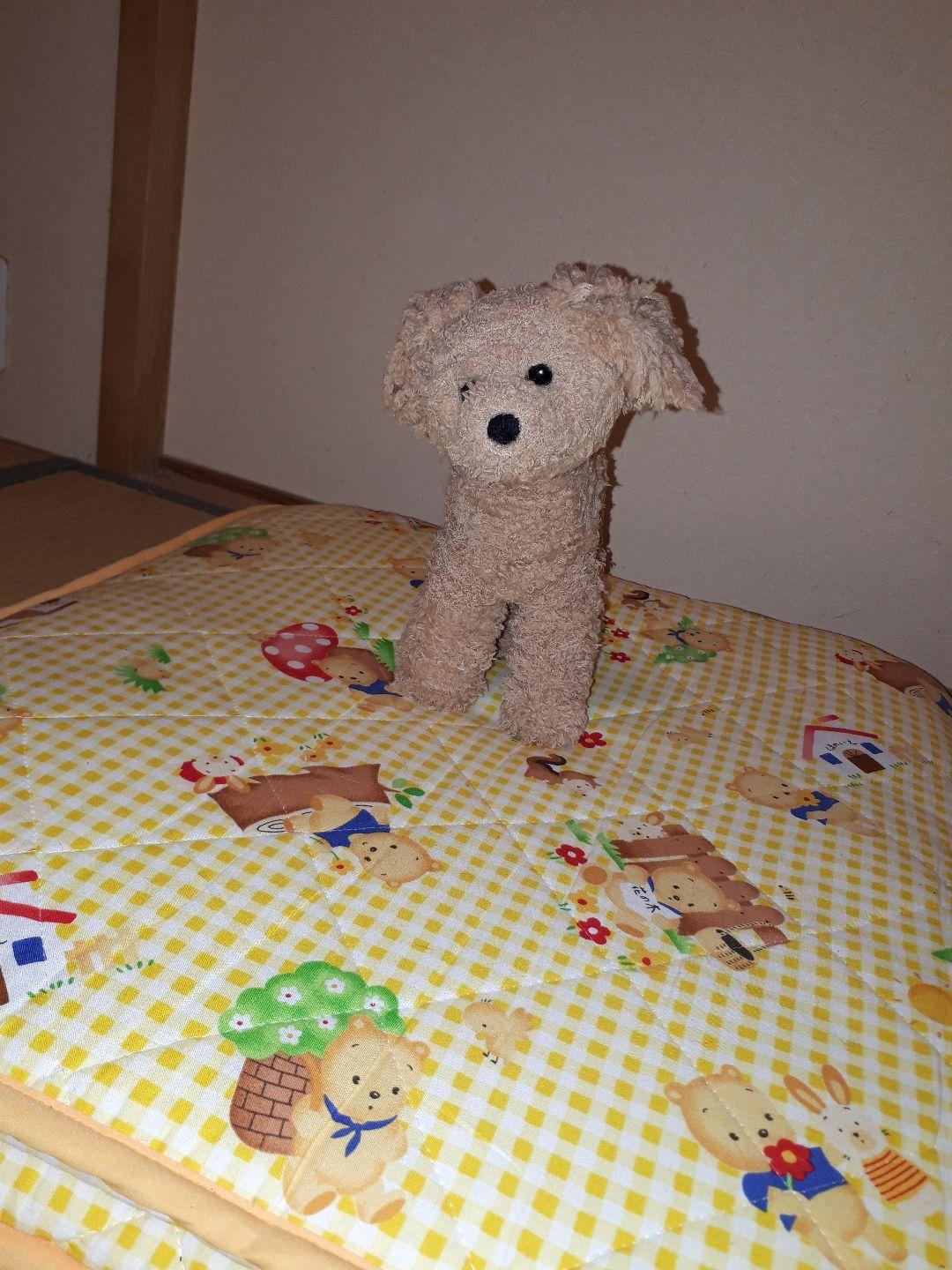 サイズの参考に！腹巻きのトイプードル　羊毛フェルト