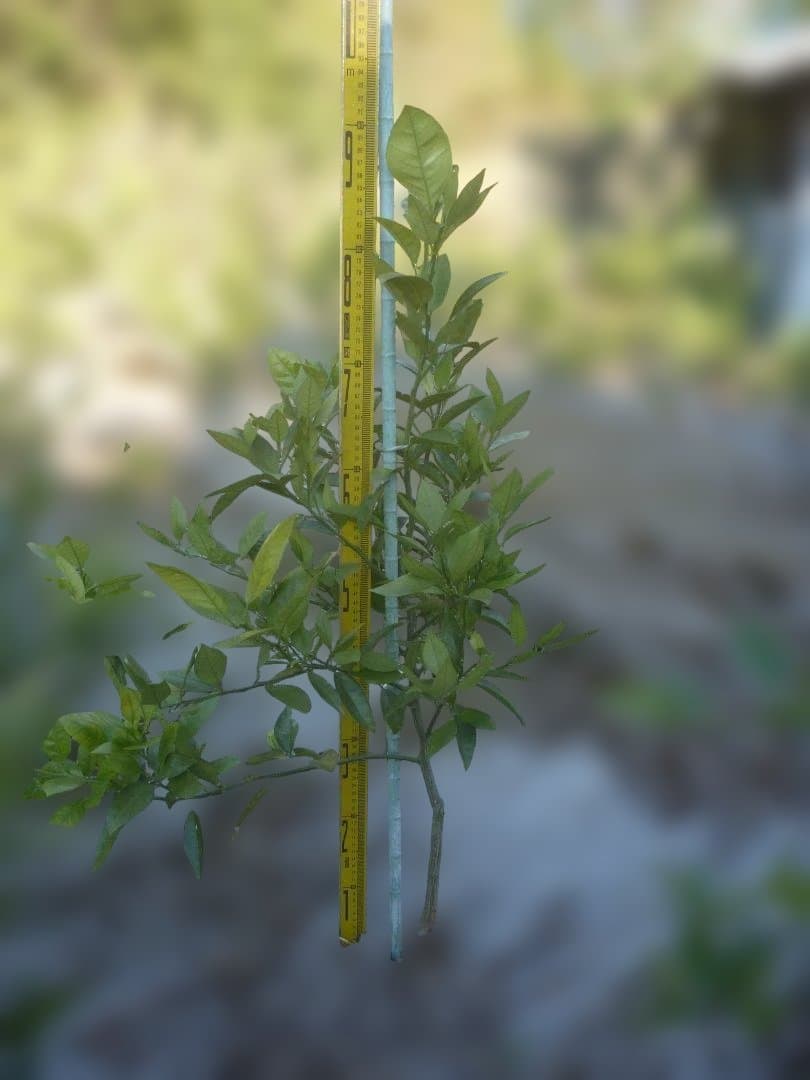 湘南ゴールド 果樹苗 約80cm