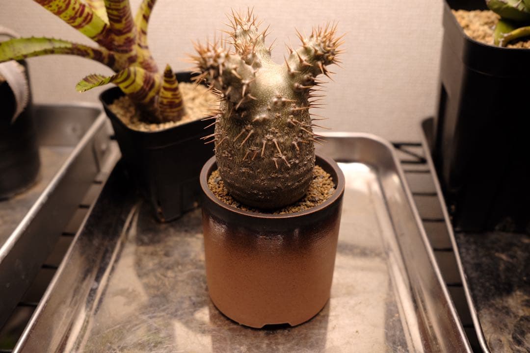 実生グラキリス　現在しっかり眠ってます