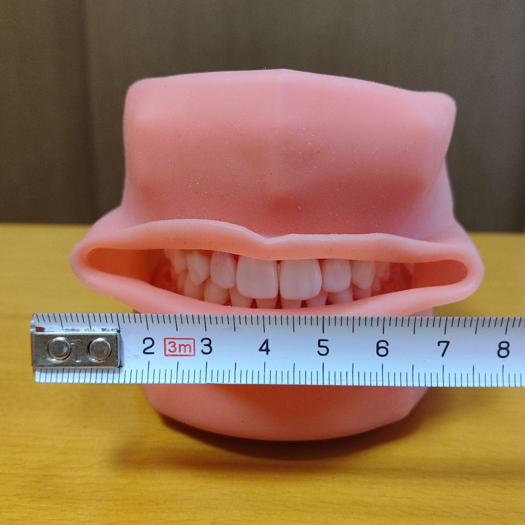 歯の模型/歯科衛生士