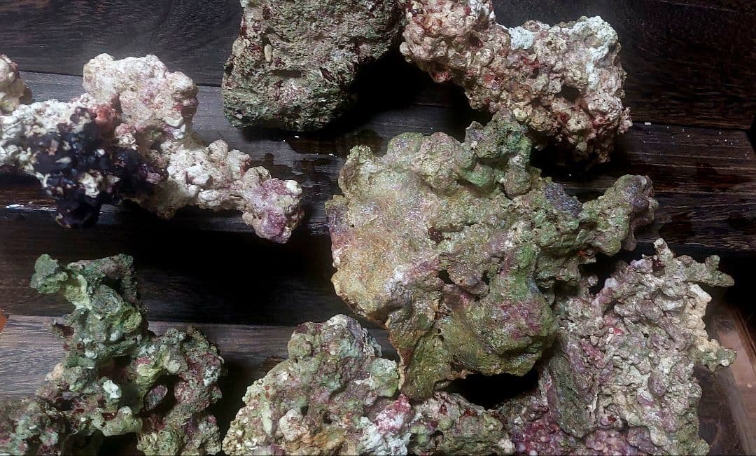 天然ライブロック 中型 多色 コーラル　高グレード８点