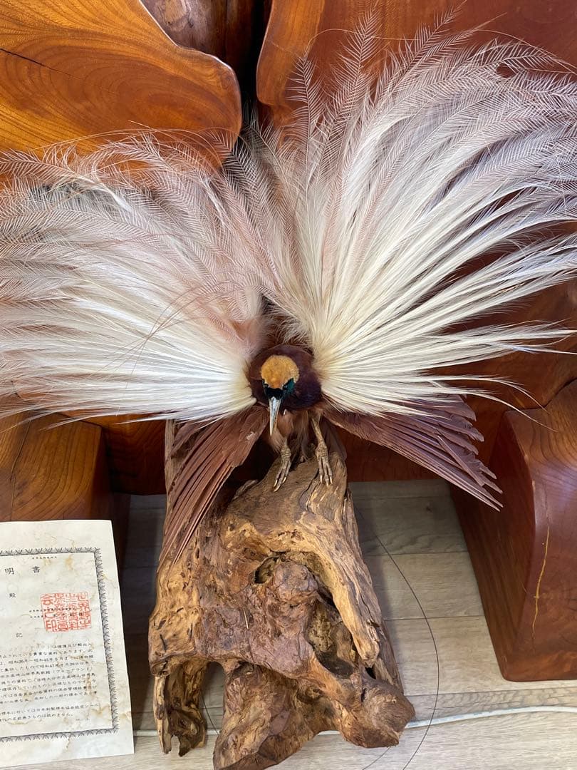 世界鳥獸館（フォーナランド）鳥　剥製　極楽鳥　ゴクラクチョウ　証明書付き