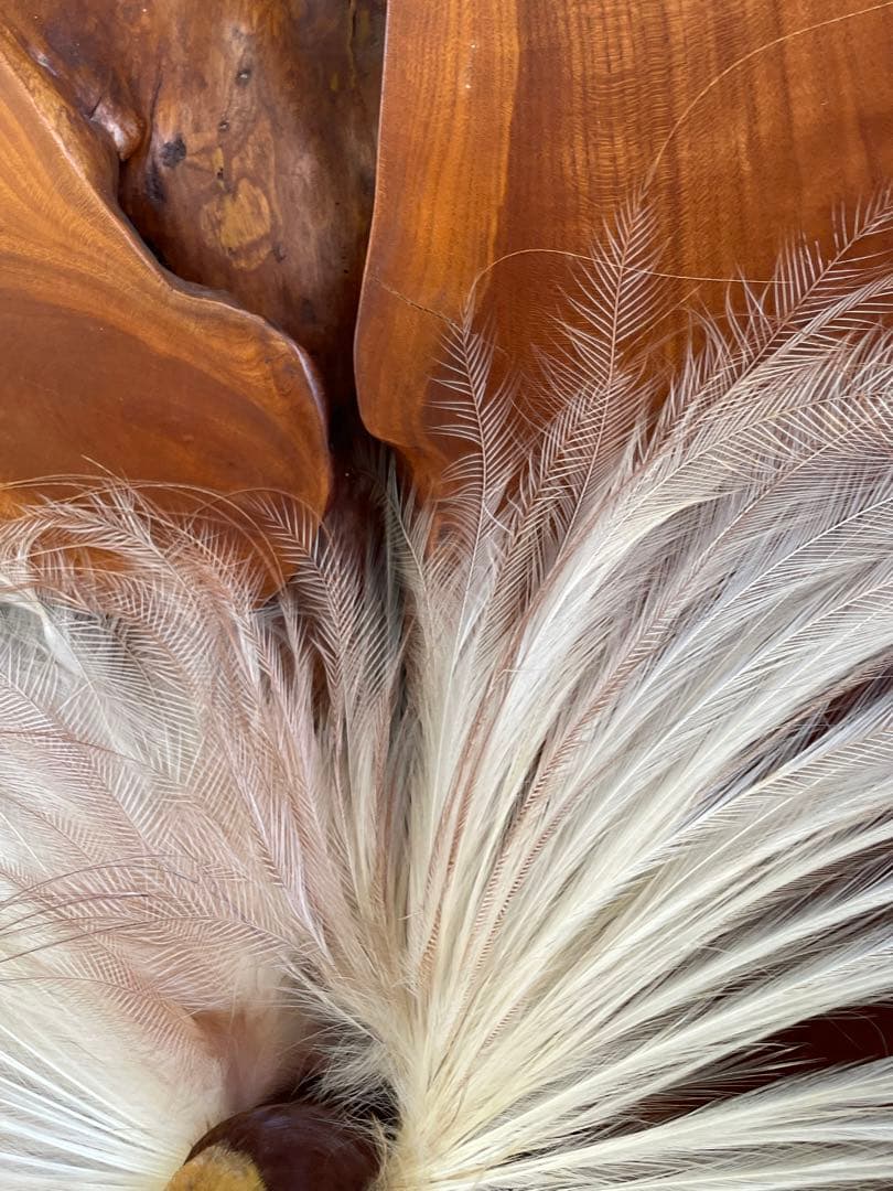 世界鳥獸館（フォーナランド）鳥　剥製　極楽鳥　ゴクラクチョウ　証明書付き