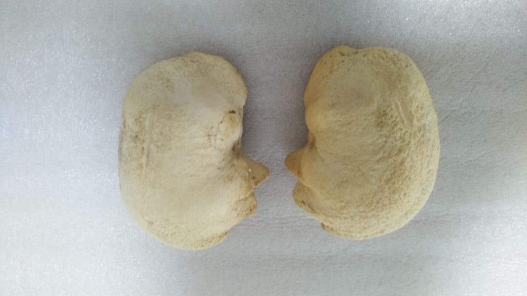 (値下げ)クジラ耳骨　希少両耳　天然美品