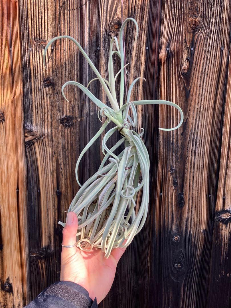 あんな⭐︎さん　専用　ドゥラティまとめ