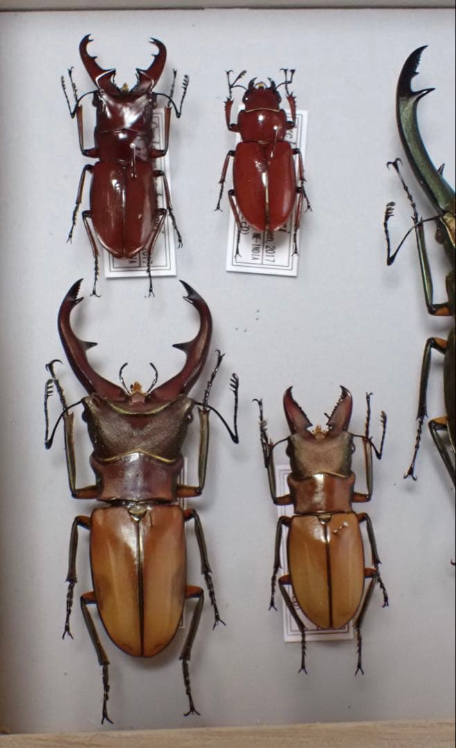 標本　キクロマトス4種　9頭セット　ブリード品