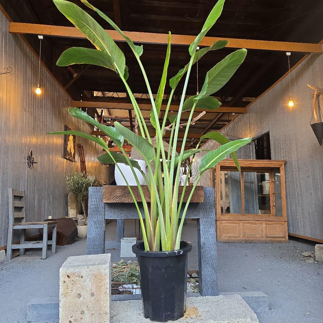 ②　ストレリチアオーガスタ　10号　特大苗木最高等級極上品‼️