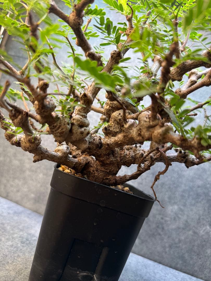 センナ　メリディオナリス　海外実生　発根済み　424