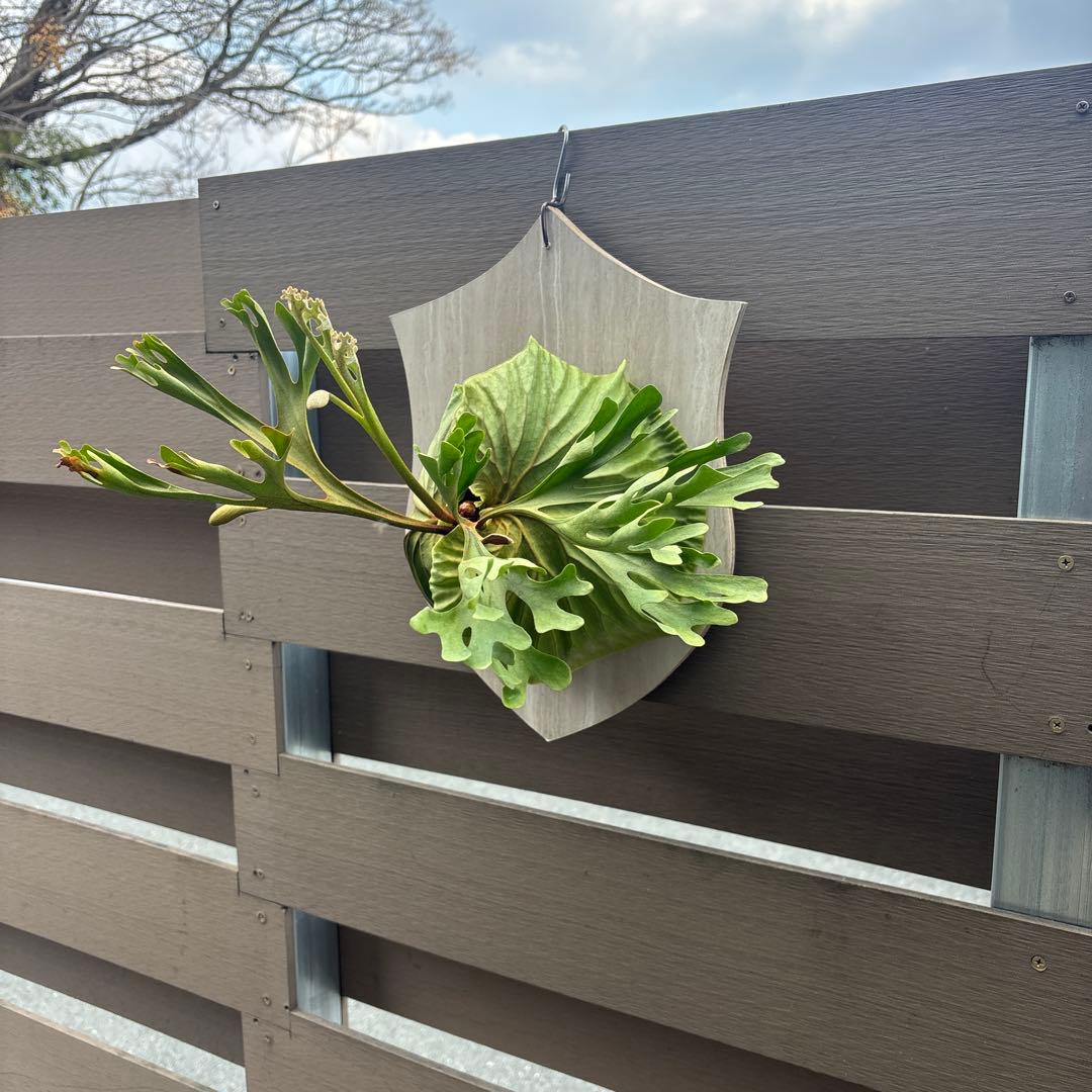 く*様 ビカクシダ　リドレイ　ワイルド　大きめサイズ　コウモリラン