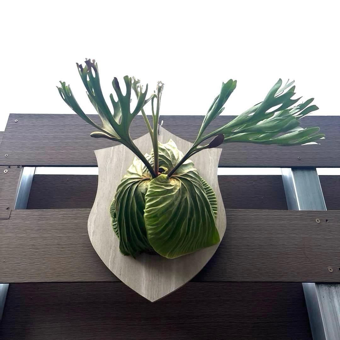 く*様 ビカクシダ　リドレイ　ワイルド　大きめサイズ　コウモリラン