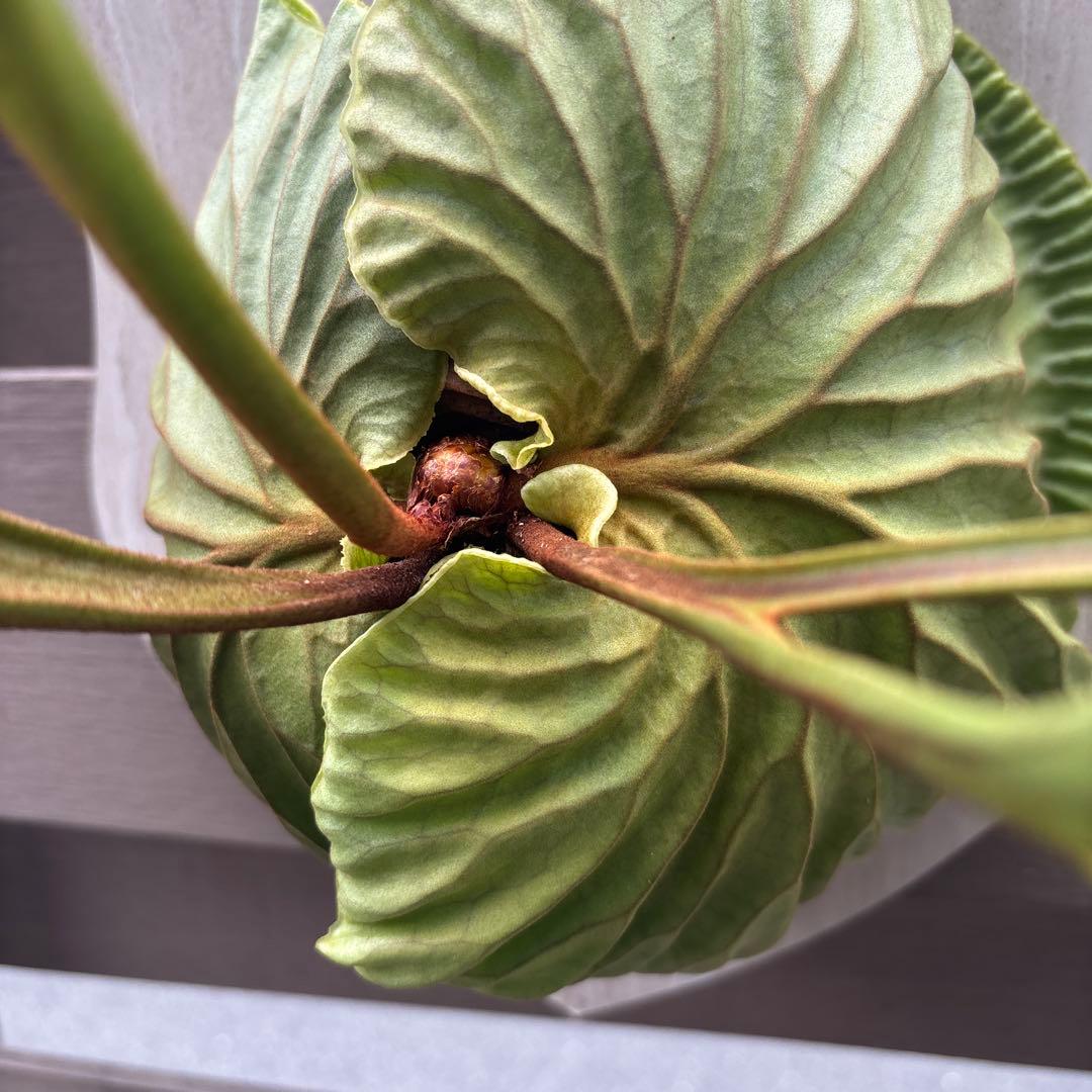 く*様 ビカクシダ　リドレイ　ワイルド　大きめサイズ　コウモリラン