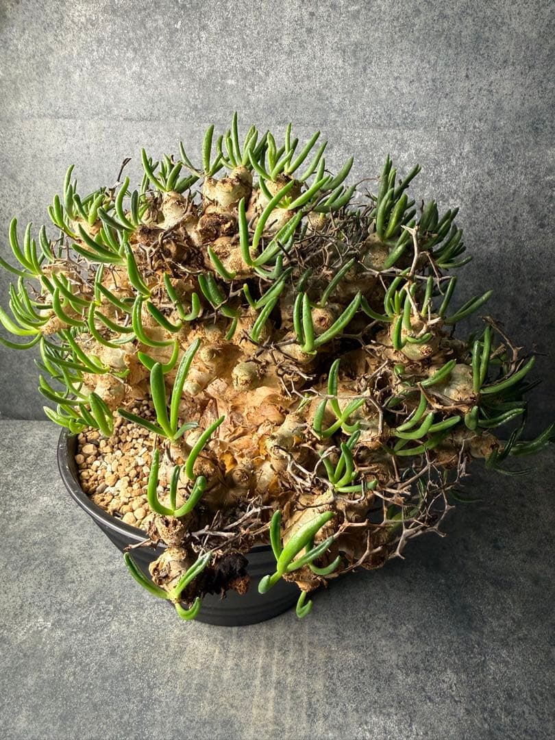 チレコドン　レティキュラータス　万物想　現地球　発根済み　大株　現16