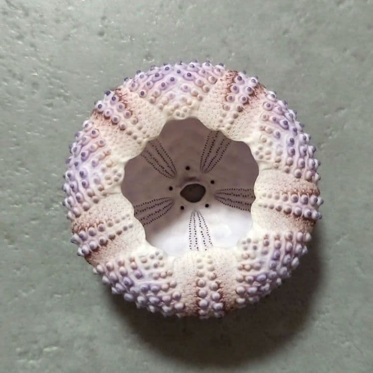 Arbacia　nigra(Tetrapygus nigra) 　ウニ殻