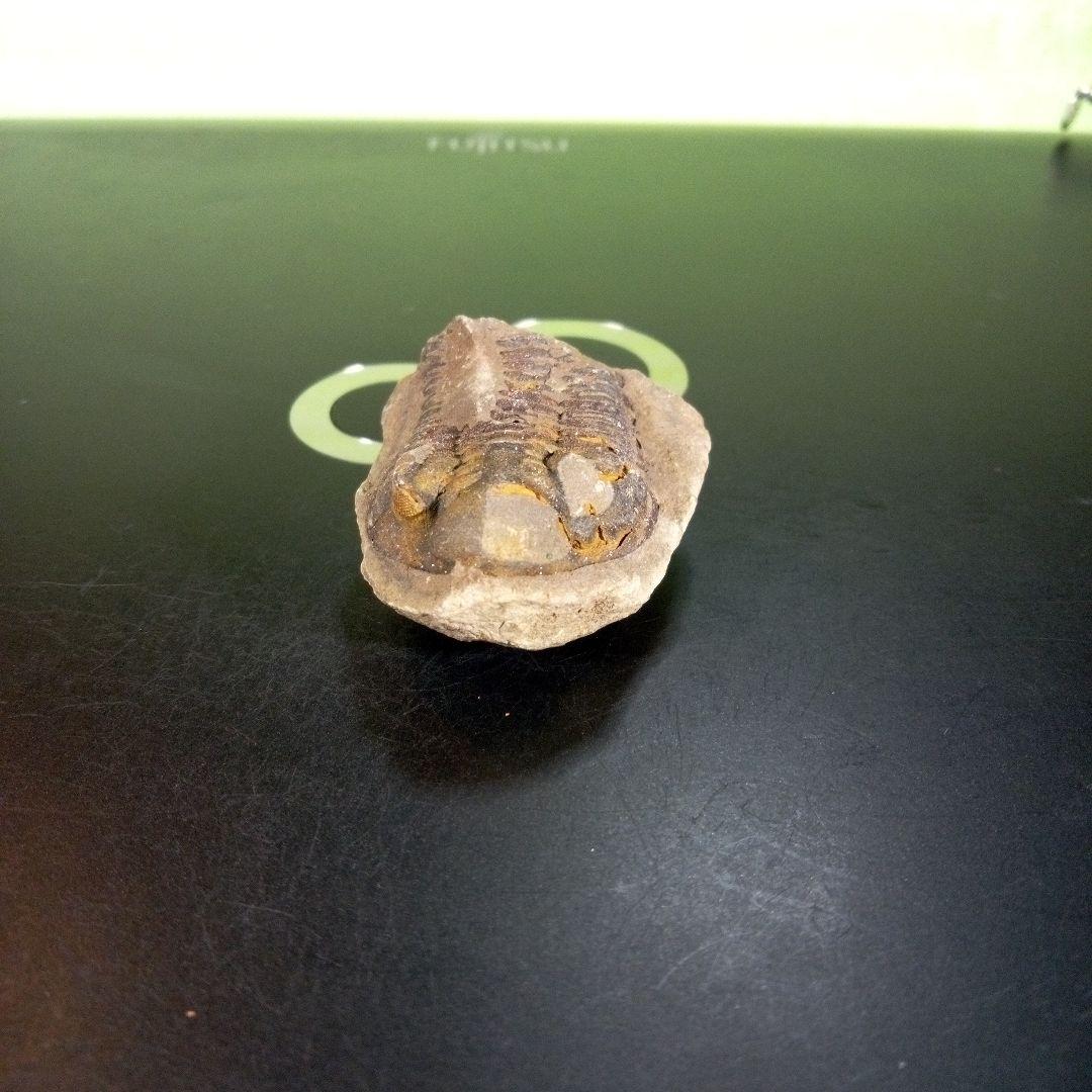 三葉虫　化石　ボリビア産　南アメリカ　trilobite　南米産fossil③