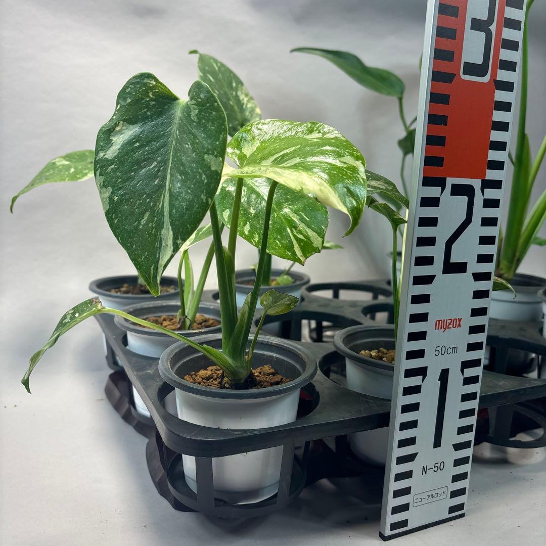 s*s様 a17モンステラ・タイコンステレーション5株➕バールマルクスフレーム3