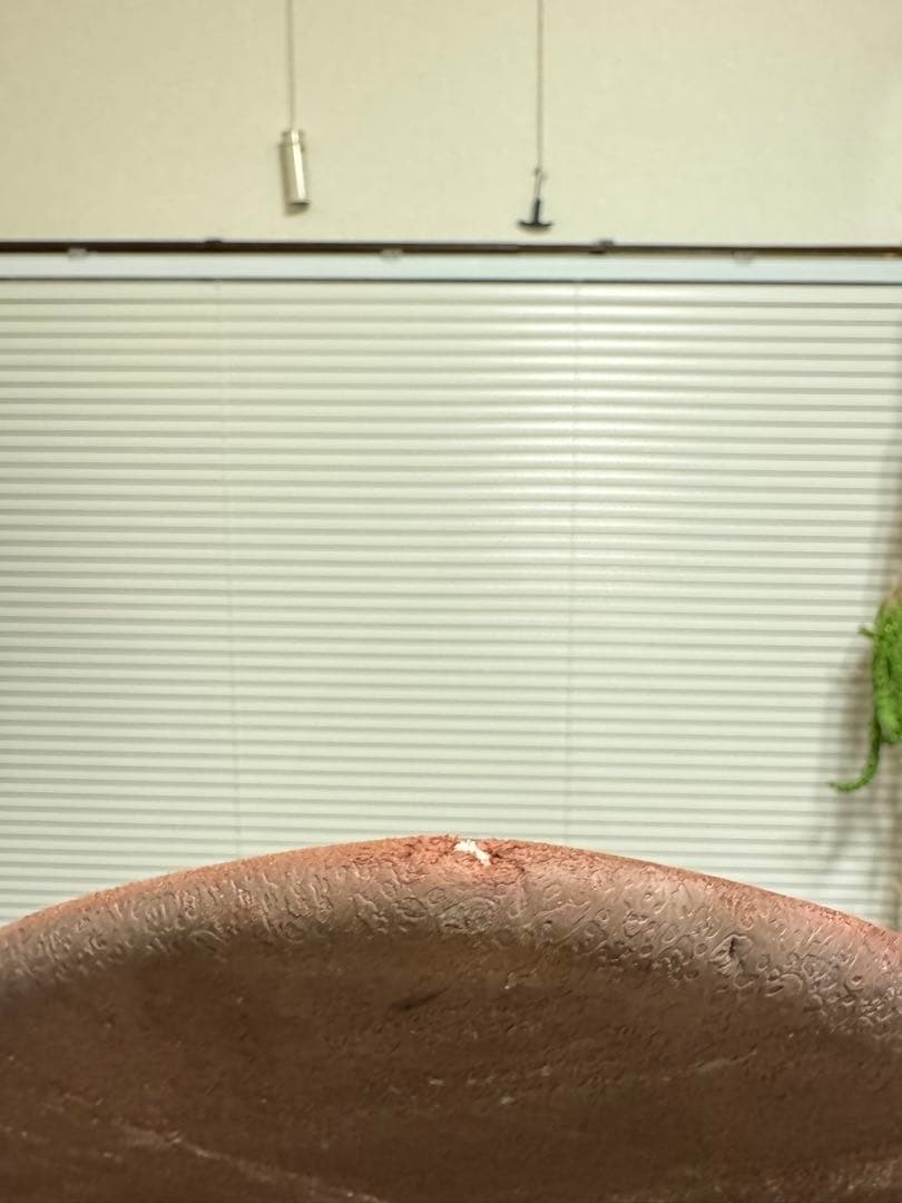 CRIME クライム GOTHIC DOLPHINS 6’6 SOFTBOARD