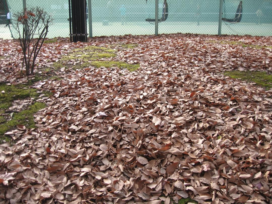 デジタルカメラ Canon IXY DIGITAL 700