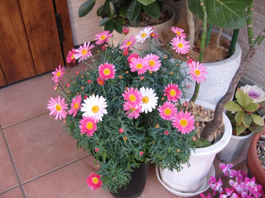 デジタルカメラ Canon IXY DIGITAL 700