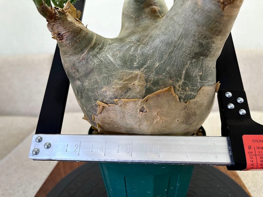 キフォステンマ マクロプス 良形