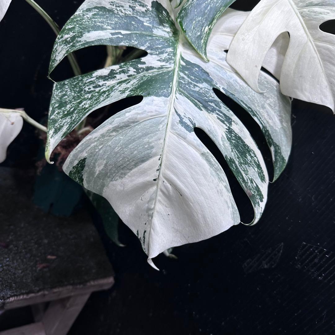 草*ん様 斑入りモンステラ ホワイトタイガー極美大株67cm白斑多