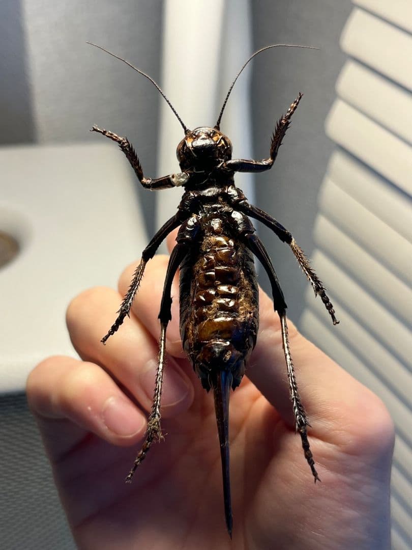 【88mm♀】ヨロイコロギス Bradyporus リオック 直翅類 標本