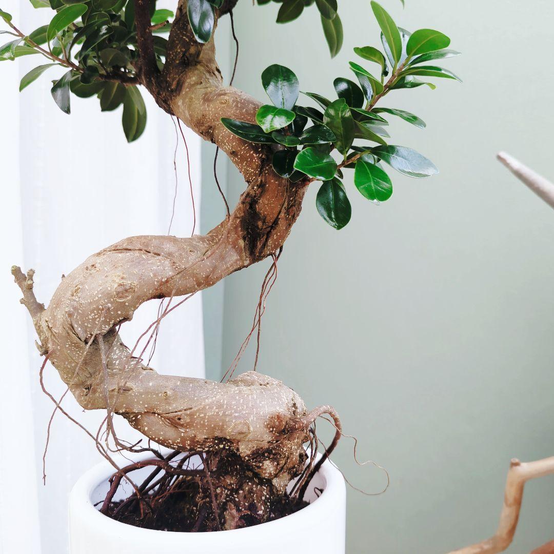 nima曲がりガジュマル (現品) 根上がり 曲線 空間浄化